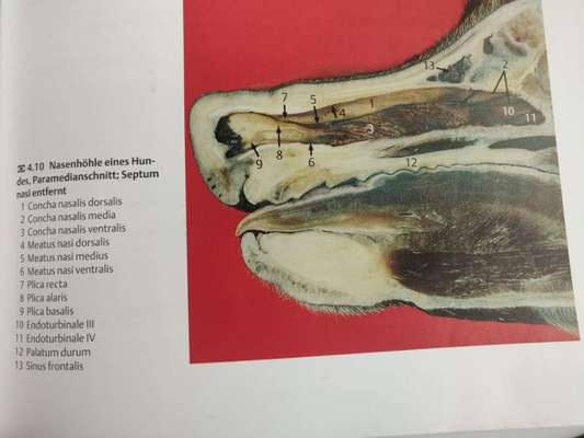 Zeigt her eure Hundenasen-Beitrag-Bild