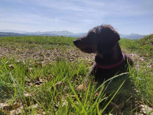 Umfrage zur relativen Schnauzenlänge-Beitrag-Bild