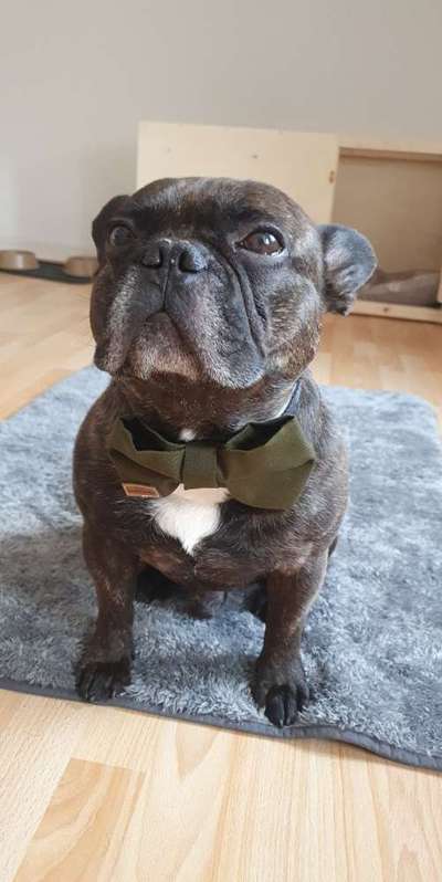 Französische Bulldoggen-Beitrag-Bild