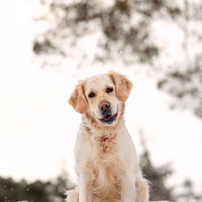 Hundetreffen-Suchen Gassi und Spielpartner mit dem man auch Trainieren kann-Bild