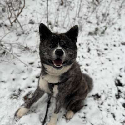 Hundetreffen-Trainingsbuddy gesucht!-Bild