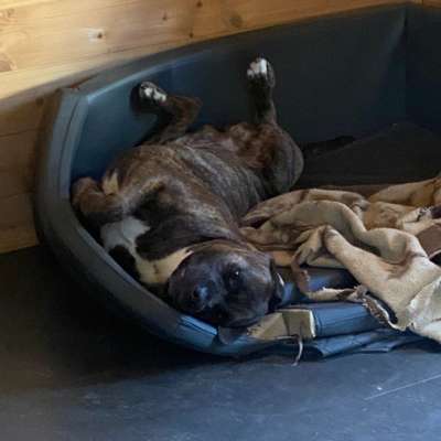 Hundetreffen-Treffen auf der Wiese oder im Wald-Profilbild