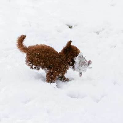 Hundetreffen-Kleine Welpen treffen in Buchholz und Umgebung-Bild