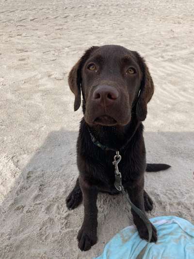 Hundetreffen-Hundetreffen-Bild