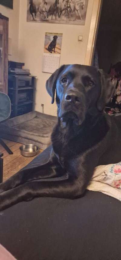 Wie kamst du zu deinem Hund?-Beitrag-Bild