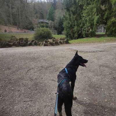 Hundetreffen-Canicross/ Dogscooter Trainings Buddy gesucht-Bild