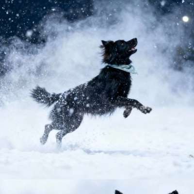 Hundetreffen-Hundetreff ( auch für schwierigere Hunde)