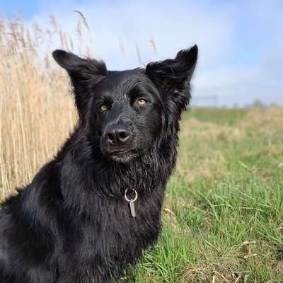 Hundetreffen-Playdate Treff