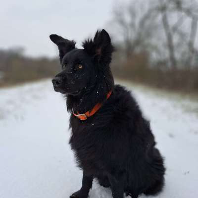 Hundetreffen-Playdate Treff