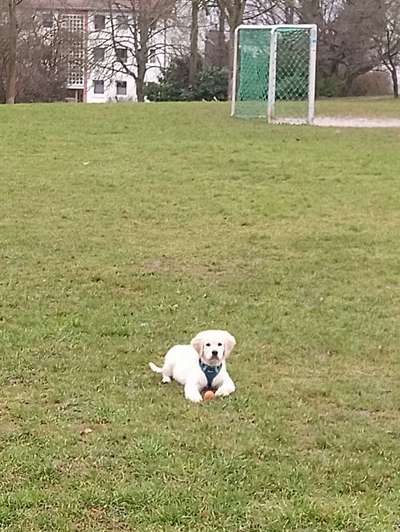 Hundetreffen-Jemand Lust auf ein Welpentreffen?-Bild