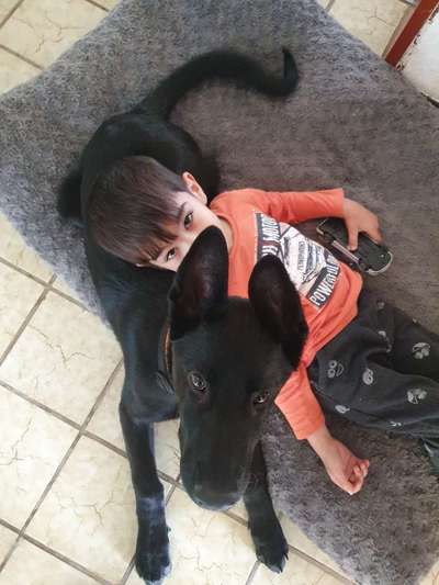 Alles rund um den Schäferhund, diskutieren erwünscht.-Beitrag-Bild