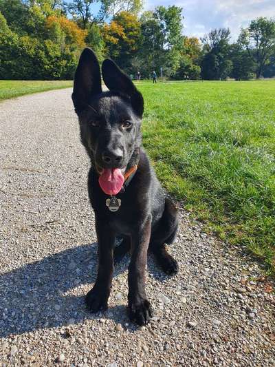 Alles rund um den Schäferhund, diskutieren erwünscht.-Beitrag-Bild