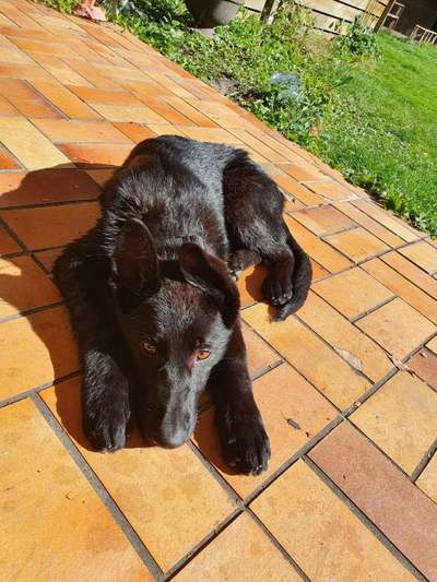 Alles rund um den Schäferhund, diskutieren erwünscht.-Beitrag-Bild