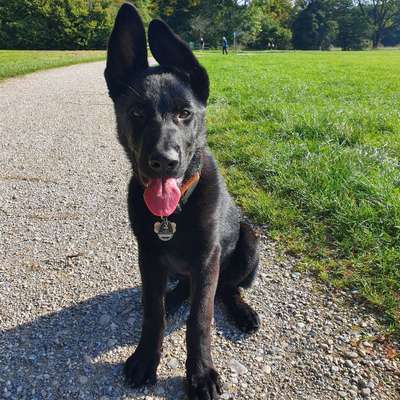 Hundetreffen-Spazieren und Spielen-Profilbild