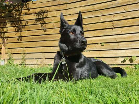 Alles rund um den Schäferhund, diskutieren erwünscht.-Beitrag-Bild