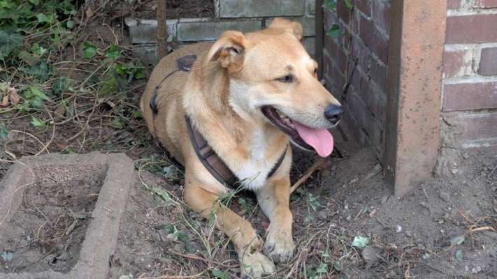Hundetreffen-Gassi Runde Käfertaler Wald-Bild