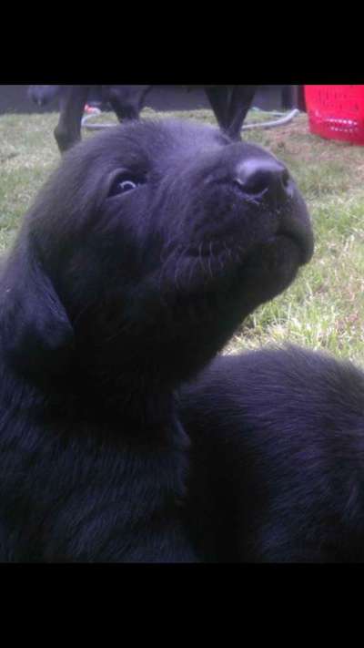 Welpen Bilder !-Beitrag-Bild