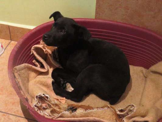 Welpen Bilder !-Beitrag-Bild