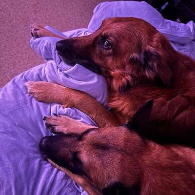 Hundetreffen-Hundefreund/in kennenlernen und zsm trainieren-Bild