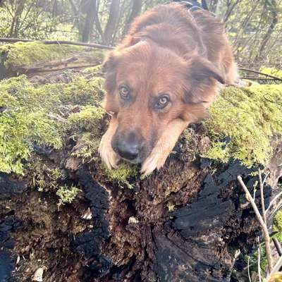 Hundetreffen-Hundefreund/in kennenlernen und zsm trainieren-Bild