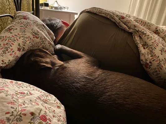 Darf der Hund bei Euch im Bett schlafen?-Beitrag-Bild