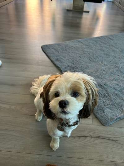 Hundetreffen-Bounty sucht ein Spielfreund-Bild