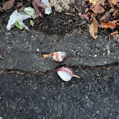 Giftköder-Vorsicht Fleischstücke-Bild