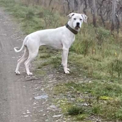 Hundetreffen-Gassirunde