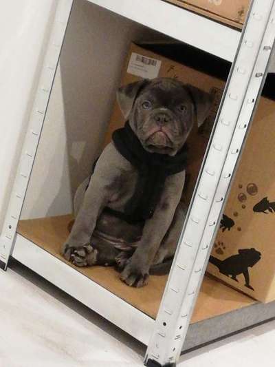 Reinrassige Hunde?-Beitrag-Bild