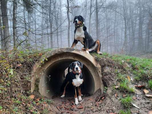 Weitere Große Schweizer Sennenhunde (oder andere große Rassen) hier?-Beitrag-Bild
