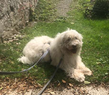 Gibts hier Mioritic Besitzer?-Beitrag-Bild