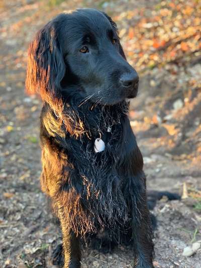 Flat Coated Retriever-Beitrag-Bild