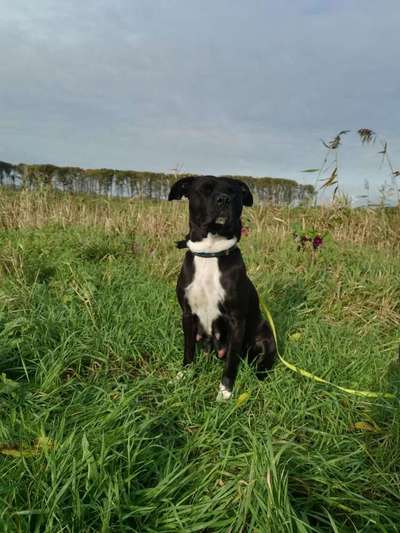 Foto's und Hundemodels-Beitrag-Bild