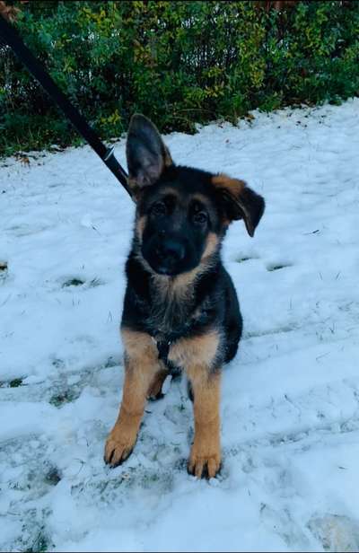 Welpen Bilder !-Beitrag-Bild