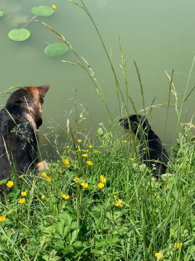 Die Dogorama Wochen Challenge "Friends will be Friends"-Beitrag-Bild