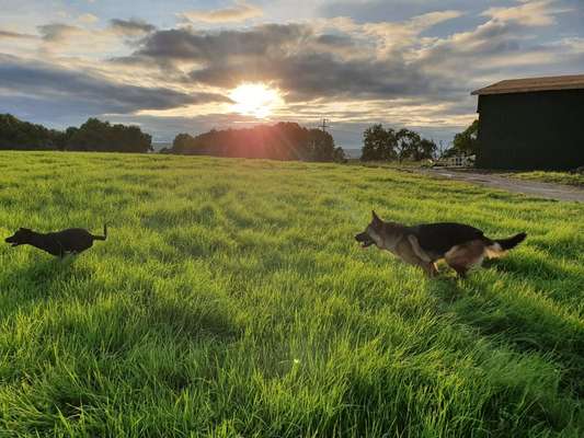 Die Dogorama Wochen Challenge-Beitrag-Bild