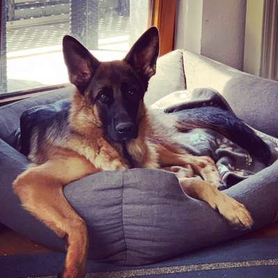 Schäferhund-Beitrag-Bild