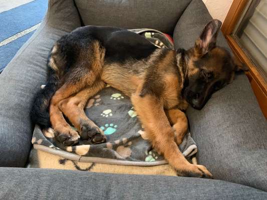 Schäferhund-Fans?-Beitrag-Bild