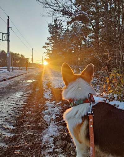 Hundetreffen-Gemeinsamer Spaziergang-Bild