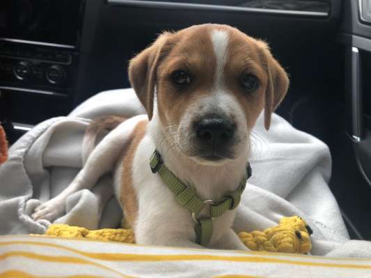 Dansky (Dansk-Svensk Gårdshund)-Beitrag-Bild