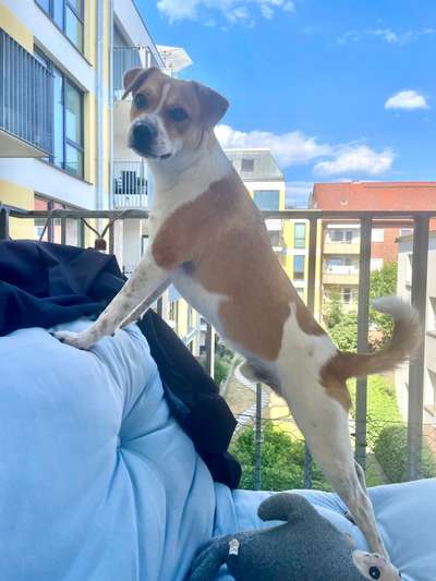 Dansky (Dansk-Svensk Gårdshund)-Beitrag-Bild