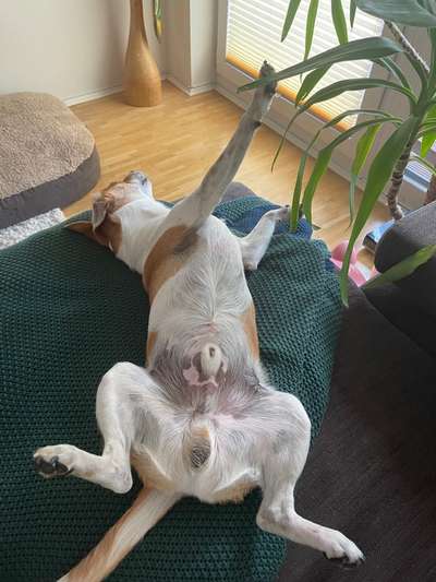 Dansky (Dansk-Svensk Gårdshund)-Beitrag-Bild