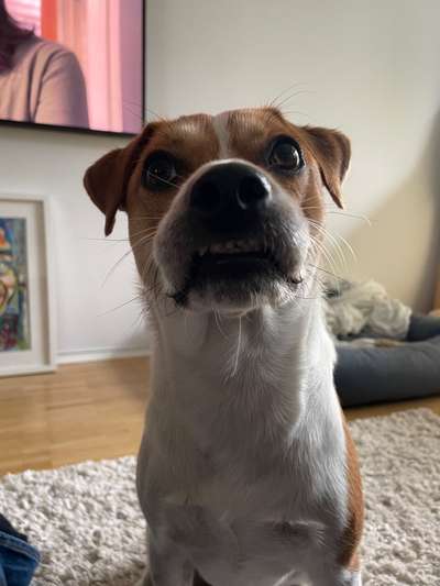 Dansky (Dansk-Svensk Gårdshund)-Beitrag-Bild