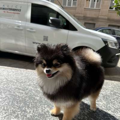 Hundetreffen-Gassi mit Lulu Theresienwiese-Bild