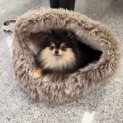 Hundetreffen-Gassi mit Lulu Theresienwiese-Bild