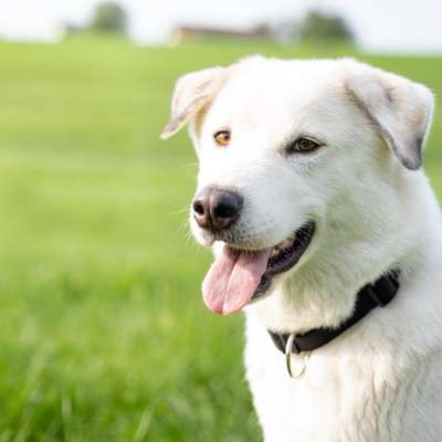 Hundetreffen-Gassi- und Spielfreund gesucht-Bild