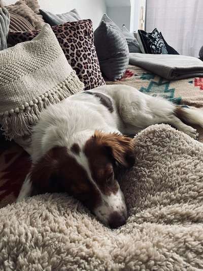 Dogorama Photo Challenge - Frühjahrsmüdigkeit-Beitrag-Bild