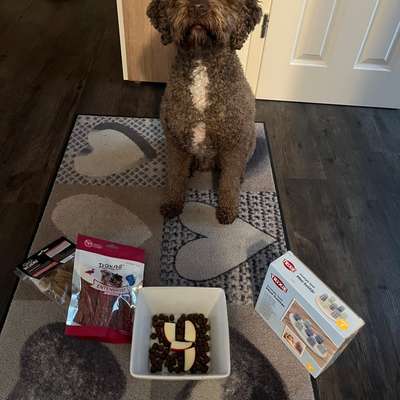 Lagotto Romagnolo Besitzer-Beitrag-Bild