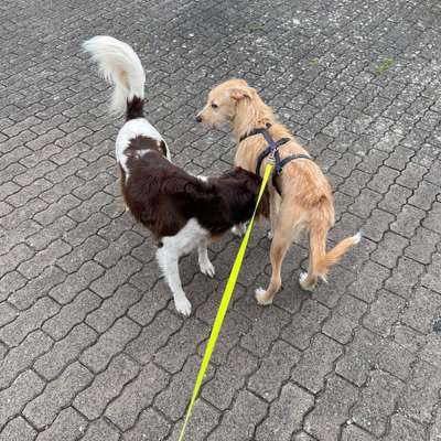 Hundetreffen-Gassi und Spielrunde beim von diergardt See-Bild