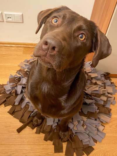 Dogorama Photo Challenge - Portrait-Beitrag-Bild